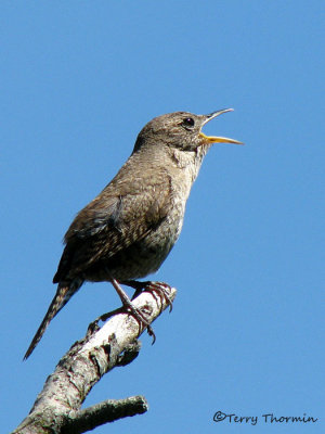 House Wren 7b.jpg