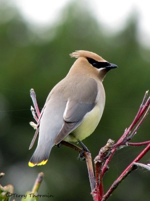 Cedar Waxwing 12a.jpg