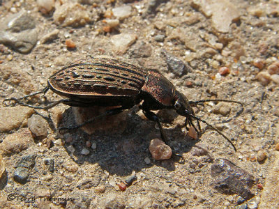 Carabus maeander - Carabid beetle 1a.jpg