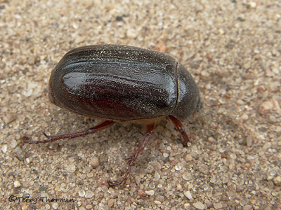 Phyllophaga sp. - June Beetle A2a.jpg