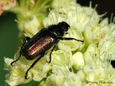 Dichelonyx sp. - Scarab Beetle B1a copy.jpg