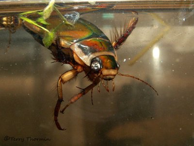 Dytiscus alaskanus - Boreal Water Beetle A2a.jpg