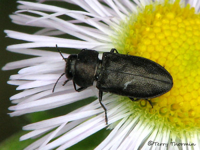 Anthaxia inornata - Metallic Wood-boring Beetle 1a copy.jpg