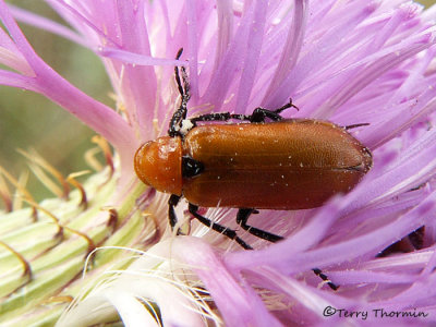 Zonitis dubia - Blister Beetle 1a copy.jpg