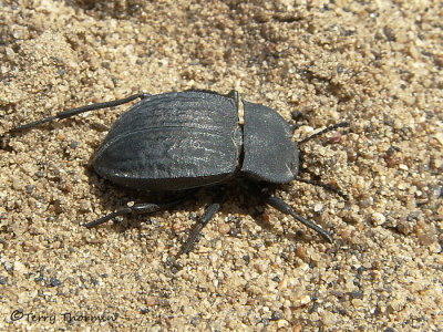 Asidopsis opaca - Darkling Beetle 1a copy.jpg