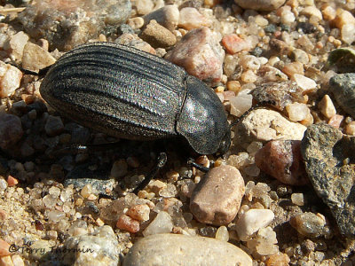 Darkling Beetles - Tenebrionidae