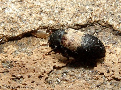 Skin Beetles - Dermestidae