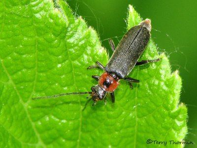 Podabrus sp. possibly obscurvittatus - Soldier Beetle A1a.jpg