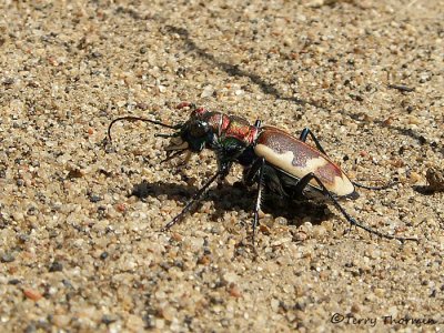 Cicindela formosa - Beautiful Tiger Beetle 2a copy.jpg