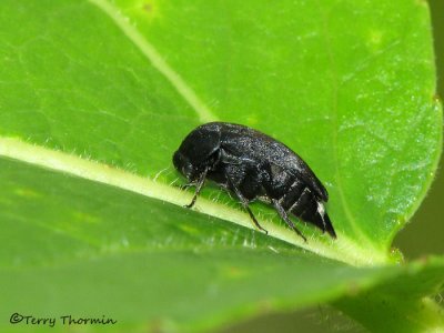 Tumbling Flower Beetles - Mordellidae