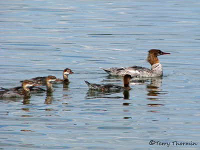Common Merganser female and young 3a.jpg