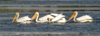 White Pelicans 3b.jpg