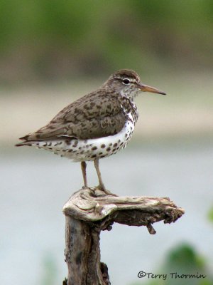 Spotted Sandpiper 14a.jpg