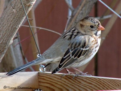 Harriss Sparrow in feeder 2a.jpg