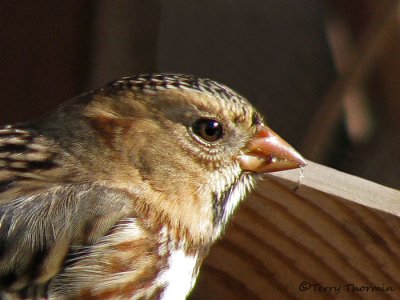 Harris's Sparrow portrait 1.jpg