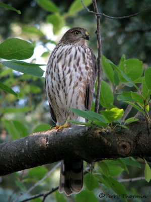 Sharp-shinned Hawk juvenile 1a.jpg