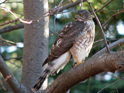 Sharp-shinned Hawk juvenile 4a.jpg