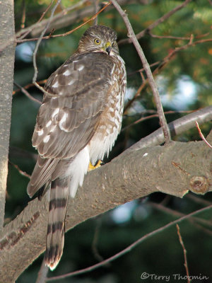 Sharp-shinned Hawk juvenile 1b.jpg