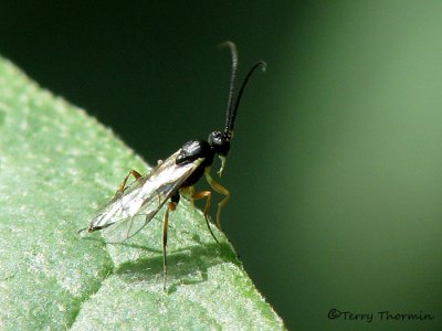 Ichneumonidae - Ichneumonid wasp Q2a.jpg