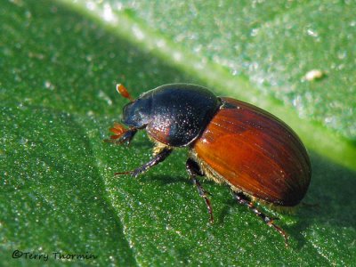 Aphodius fimetarius - Scarab Beetle.jpg