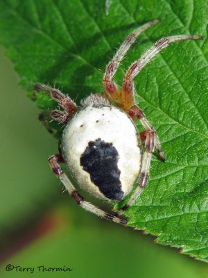 Araneus marmoreus - marbled spider 5a.jpg