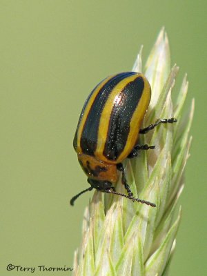 Calligrapha californica - Leaf Beetle G1a.jpg