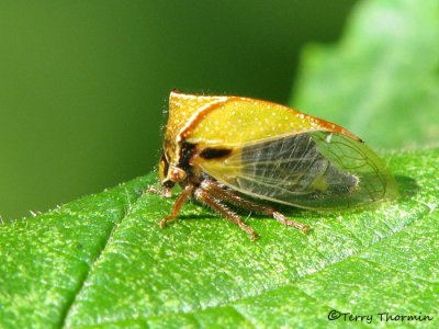 Ceresa basalis - Treehopper B1a.jpg