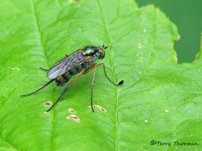 Dolichopus sp. - Long-legged Fly male C1a.jpg