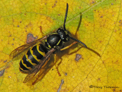 Vespula vulgaris - Common Yellow Jacket 12b.jpg