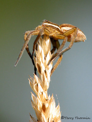 Dolomedes triton - Six-spotted Fishing Spider 5a.jpg