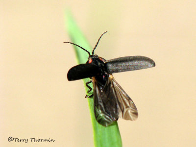 Fireflies - Lampyridae