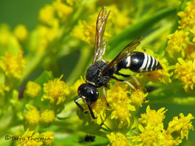  Euodynerus leucomelas - Potter Wasp 1a.jpg