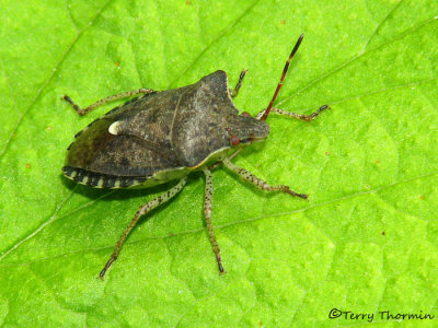 Euschistus tristigmus luridus - Dusky Stink bug D1a.jpg