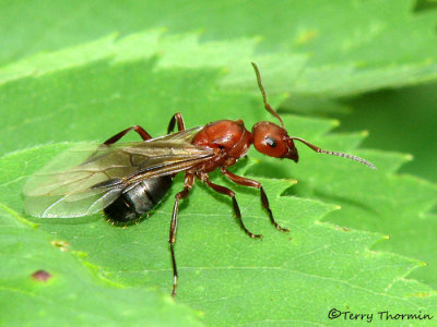 Formica sp. ??- Winged ant A1a.jpg