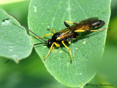 Ichneumonidae - Ichneumon wasp L1a.jpg