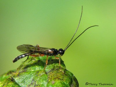 Ichneumonidae - Ichneumon wasp K1a.jpg