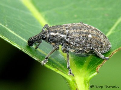 Lepyrus sp. - weevil A5a.jpg