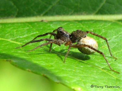 Pardosa sp. - Wolf Spider and egg case A1a.jpg