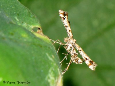 Plume Moths - Pterophoridae