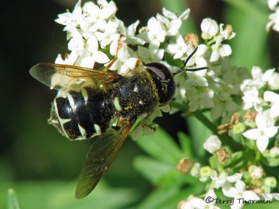 Stratiomys sp. - Soldier Fly C4.jpg.JPG