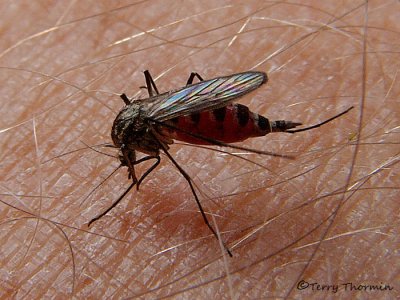 Mosquito 3a.jpg