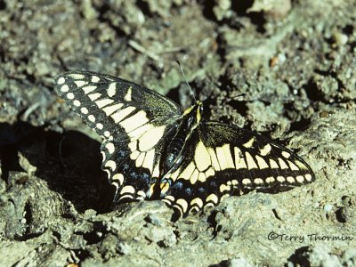 Papilio zelicaon - Anise Swallowtail 1a.jpg