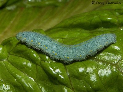 Pieris rapae - Cabbage Butterfly caterpillar 1a.jpg