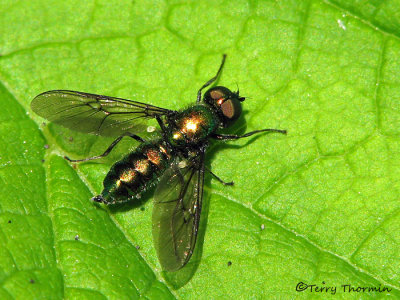 Sargus viridis - Soldier Fly A1a.jpg