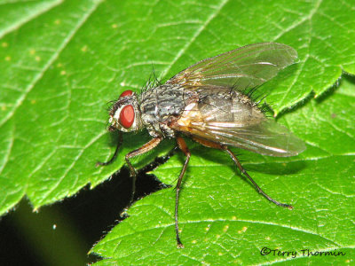 Tachinid fly G1.jpg
