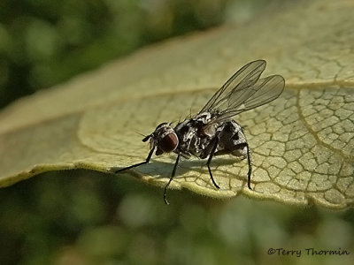 Anthomyia sp. - Root Maggot Fly A4a.jpg