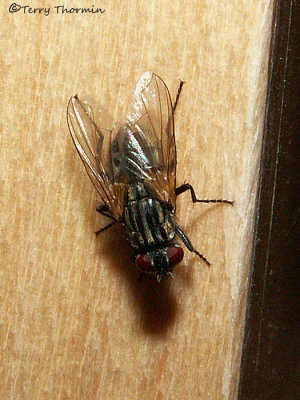 Musca domestica - House Fly 1b.jpg