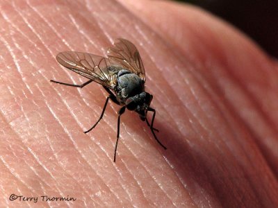 Symphoromyia sp. - Snipe Fly 2a.jpg