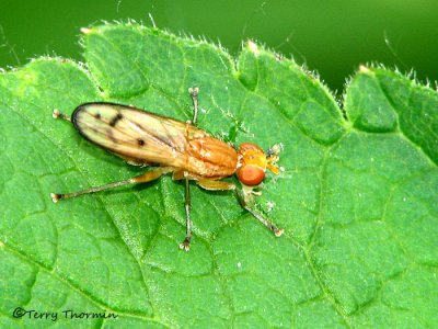 Tetanocera sp. - Marsh Fly A1b.jpg