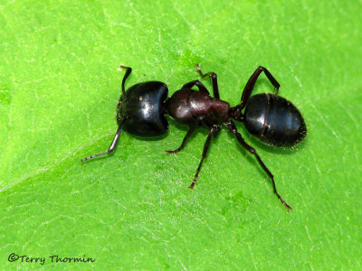 Campanotus sp. - Carpenter Ant A1.jpg